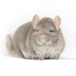 tower beige brown velvet chinchilla pictures photos photographs images